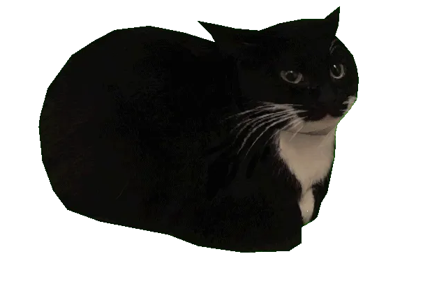 loafing cat